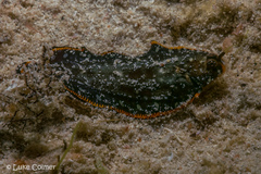 Soleichthys