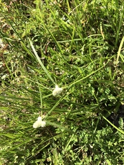 Cyperus sesquiflorus sesquiflorus