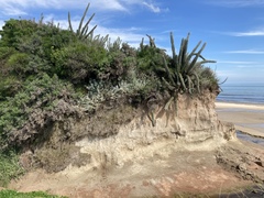 Senecio viravira