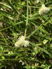 Cyperus sesquiflorus sesquiflorus