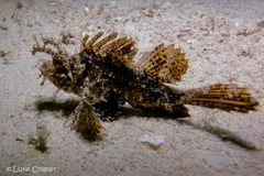 Pteroidichthys amboinensis