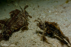 Pteroidichthys amboinensis