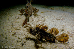 Pteroidichthys amboinensis