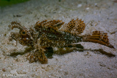 Pteroidichthys amboinensis