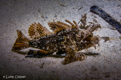 Pteroidichthys amboinensis