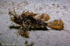 Pteroidichthys amboinensis