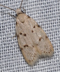 Symmoca dodecatella