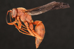 Fine-backed Red Paper Wasp