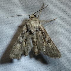 Lacinipolia acutipennis