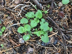 Lamium purpureum