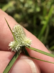 Cyperus sesquiflorus sesquiflorus