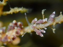 Eubranchus