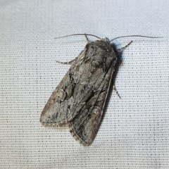 Lacinipolia acutipennis