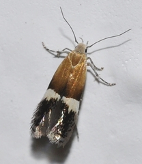 Aproaerema polychromella