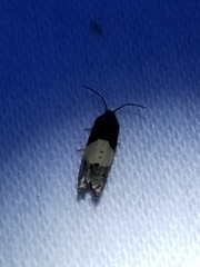 Epiblema tripartitana