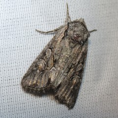 Lacinipolia acutipennis