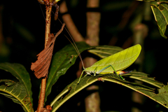 Tympanophyllum arcufolium