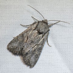 Lacinipolia acutipennis