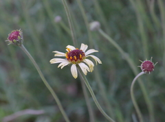 Helenium radiatum