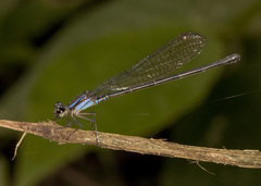 Argia pulla