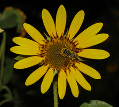 Megachile inimica
