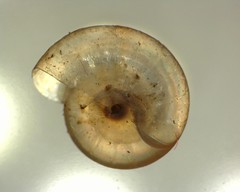 Zonitidae