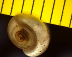 Zonitidae