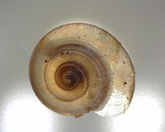 Zonitidae