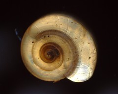 Zonitidae
