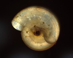 Zonitidae
