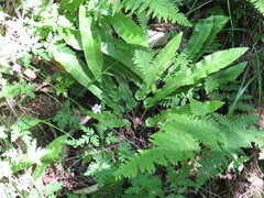 Asplenium scolopendrium americanum