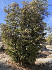 Quercus peninsularis