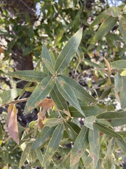 Quercus peninsularis