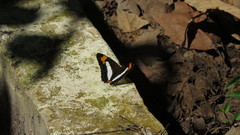 Adelpha basiloides