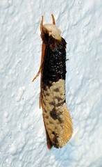 Trichophaga tapetzella