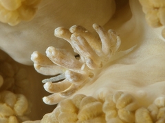 Phyllodesmium lizardense