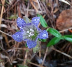 Gentiana affinis ovata