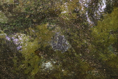 Staurois latopalmatus