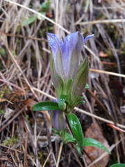 Gentiana affinis ovata