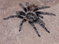 Aphonopelma seemanni