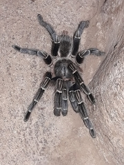 Aphonopelma seemanni