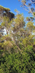 Melaleuca acuminata acuminata