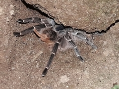 Aphonopelma seemanni
