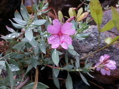 Epilobium rigidum