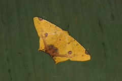 Nepheloleuca illiturata