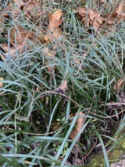 Liriope graminifolia