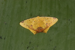 Nepheloleuca illiturata