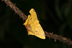 Nepheloleuca illiturata