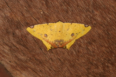 Nepheloleuca illiturata