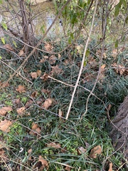 Liriope graminifolia